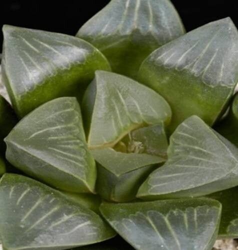 Haworthia mutica