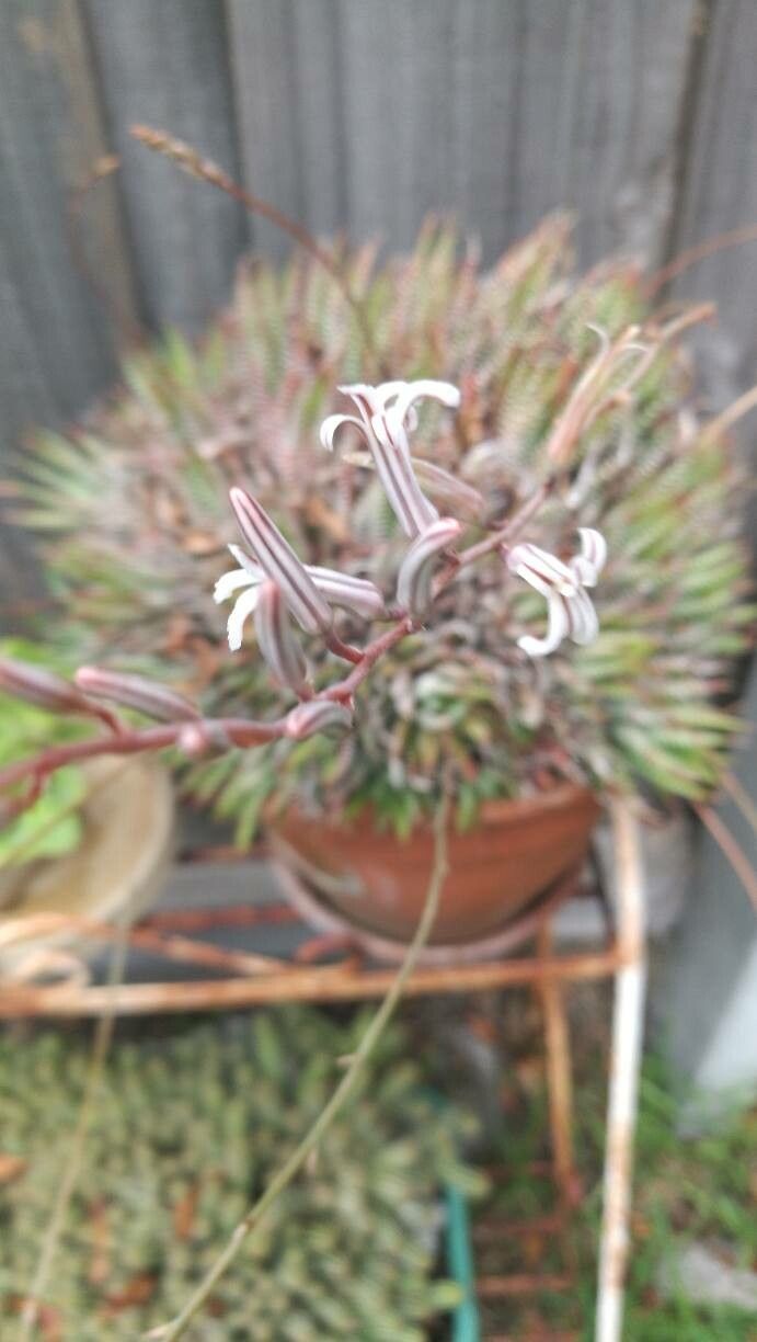 Haworthiopsis attenuata