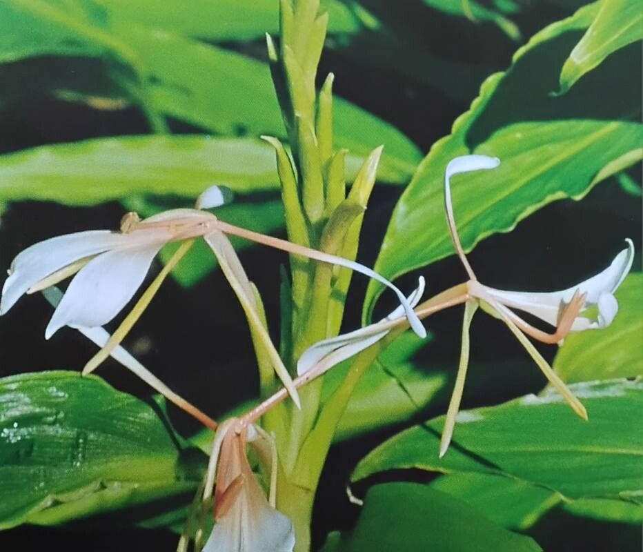 Hedychium spicatum