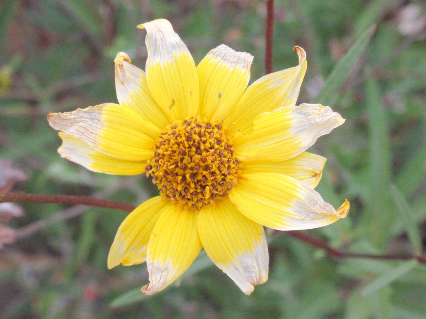 Helianthus gracilentus