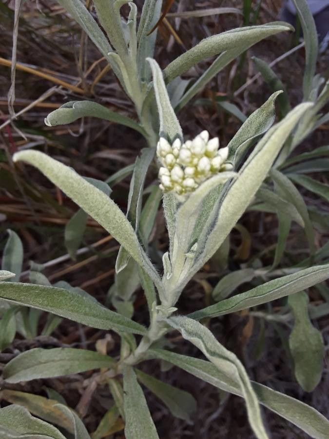 Helichrysum globosum