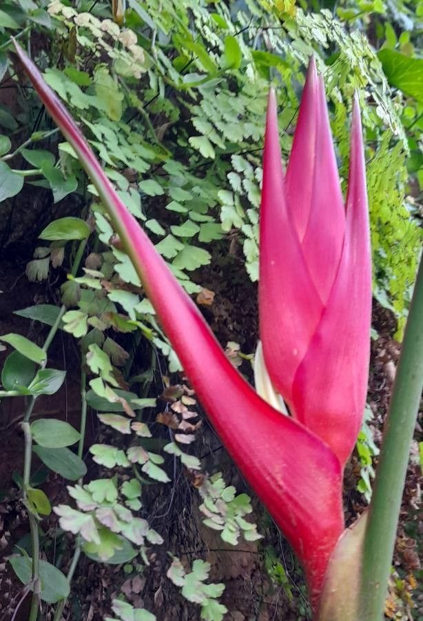Heliconia farinosa