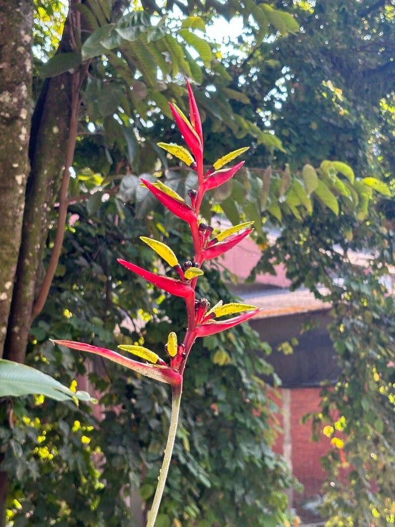 Heliconia mathiasiae