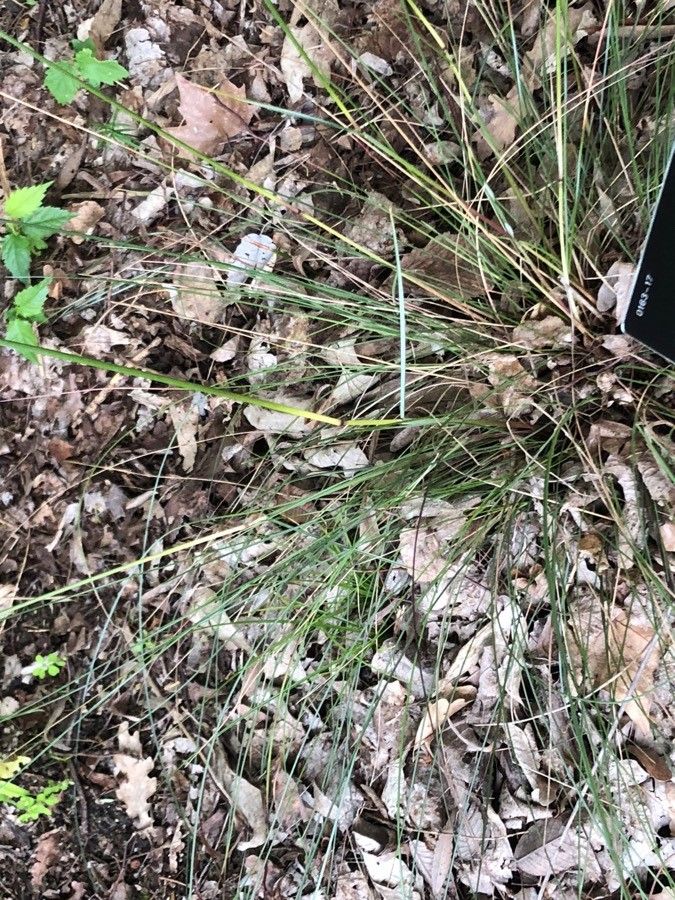 Helictochloa hackelii