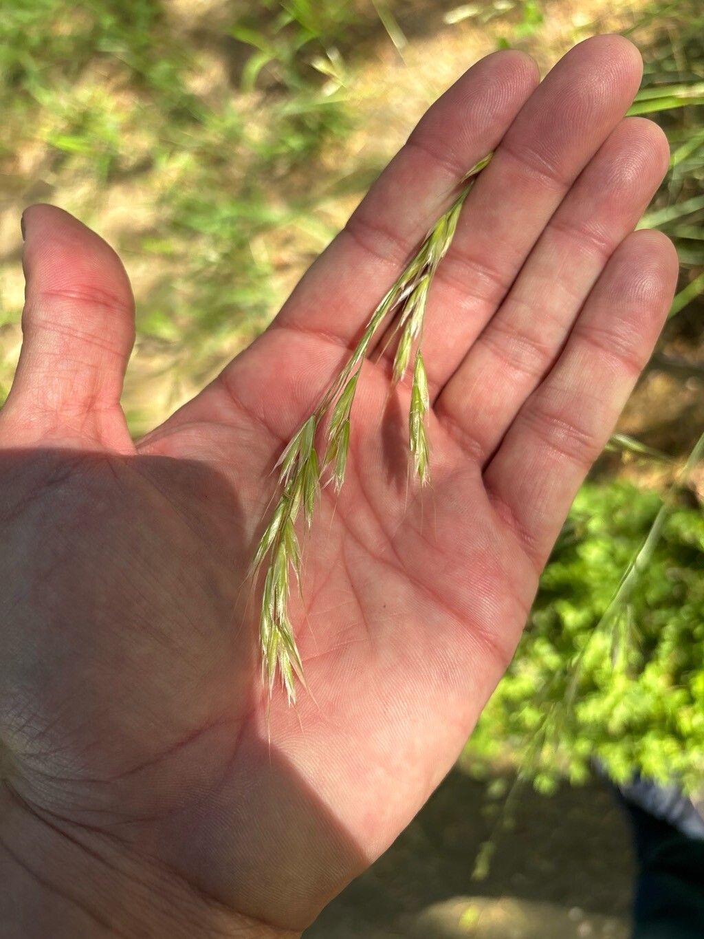 Helictotrichon filifolium