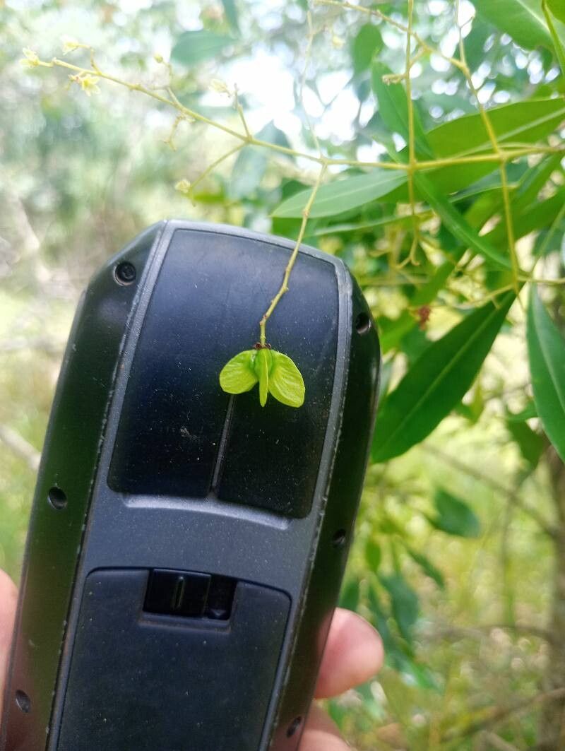 Helietta apiculata