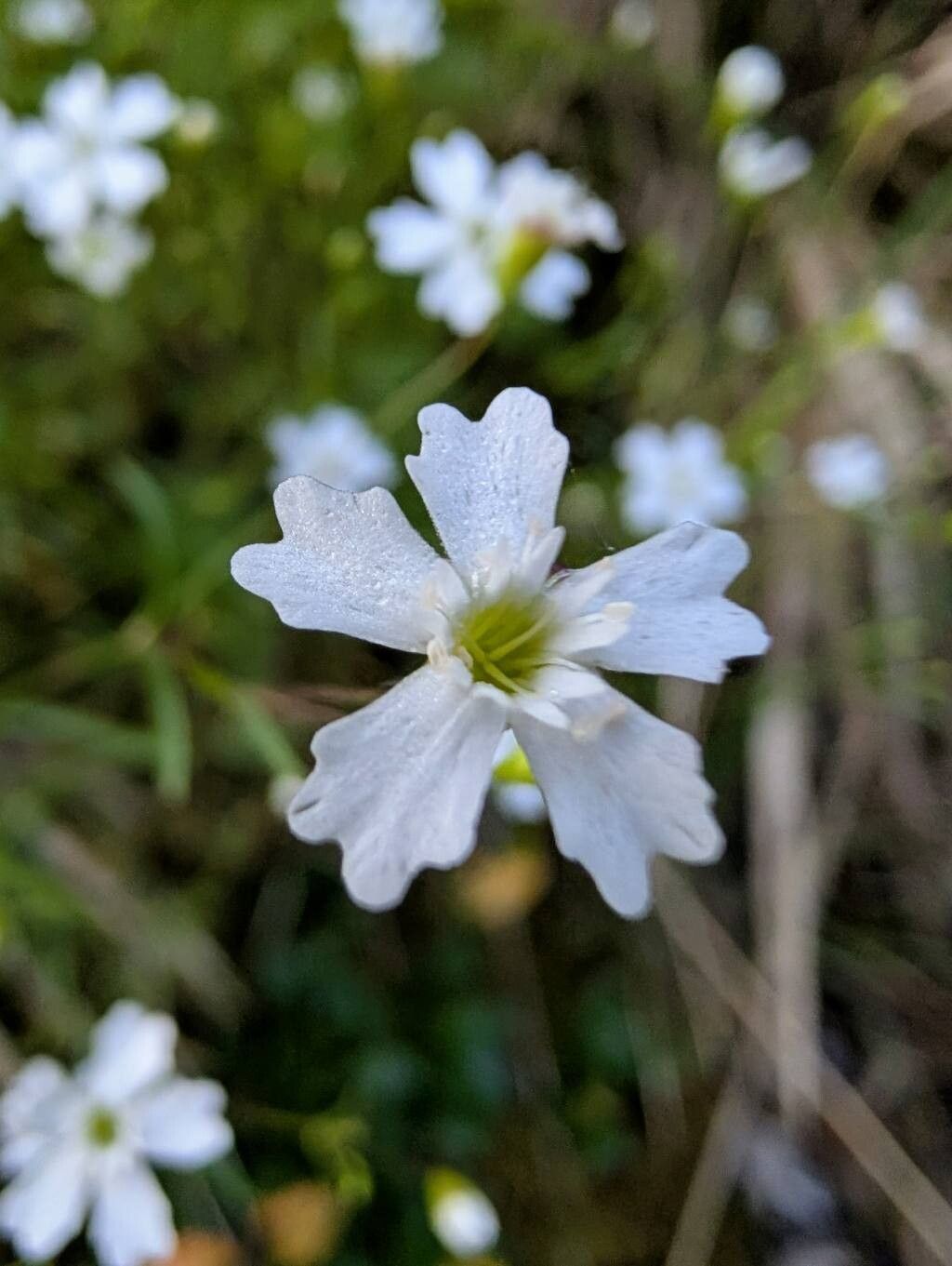 Heliosperma pusillum