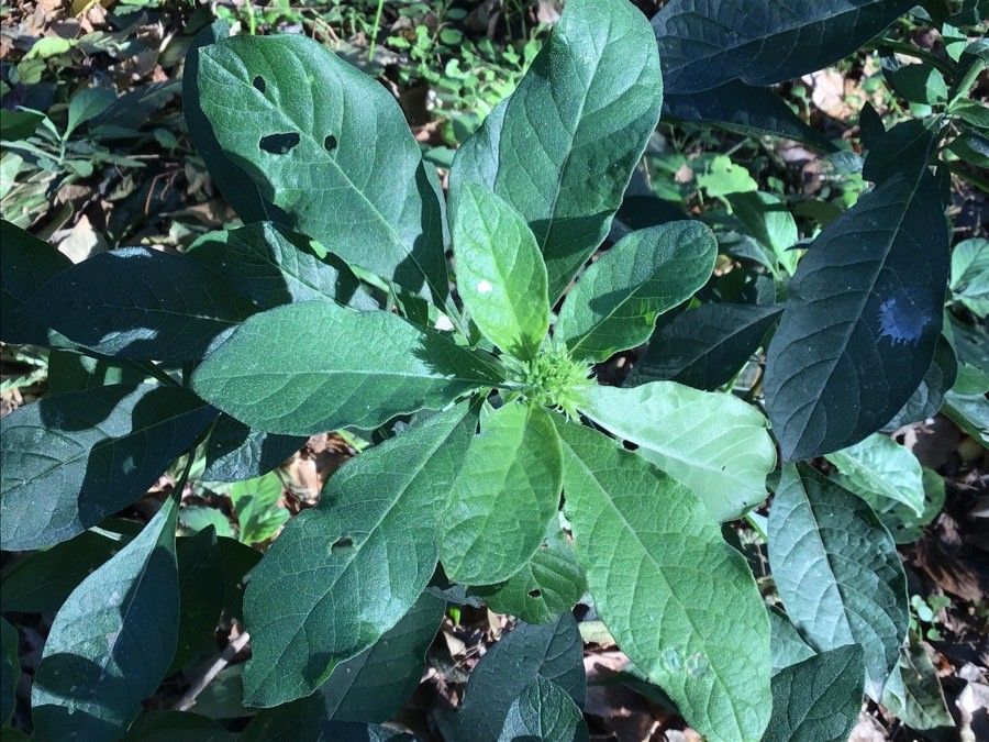 Heliotropium verdcourtii
