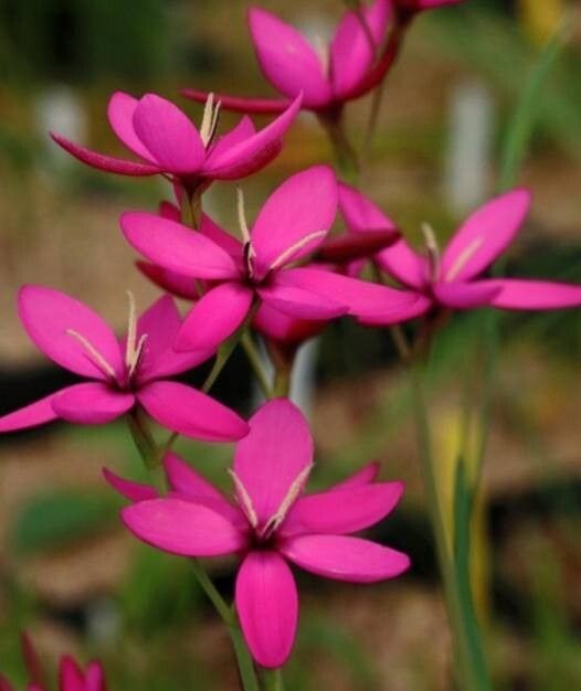 Hesperantha pauciflora