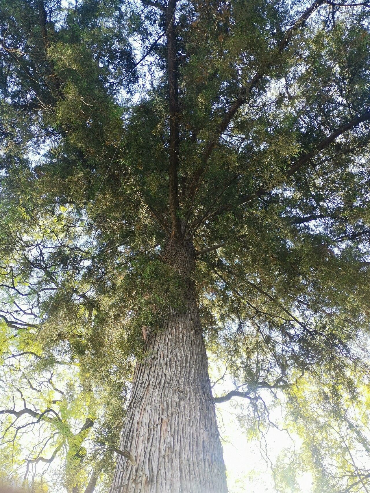 Hesperocyparis lusitanica