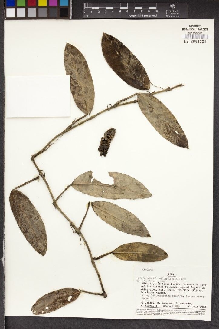 Heteropsis steyermarkii