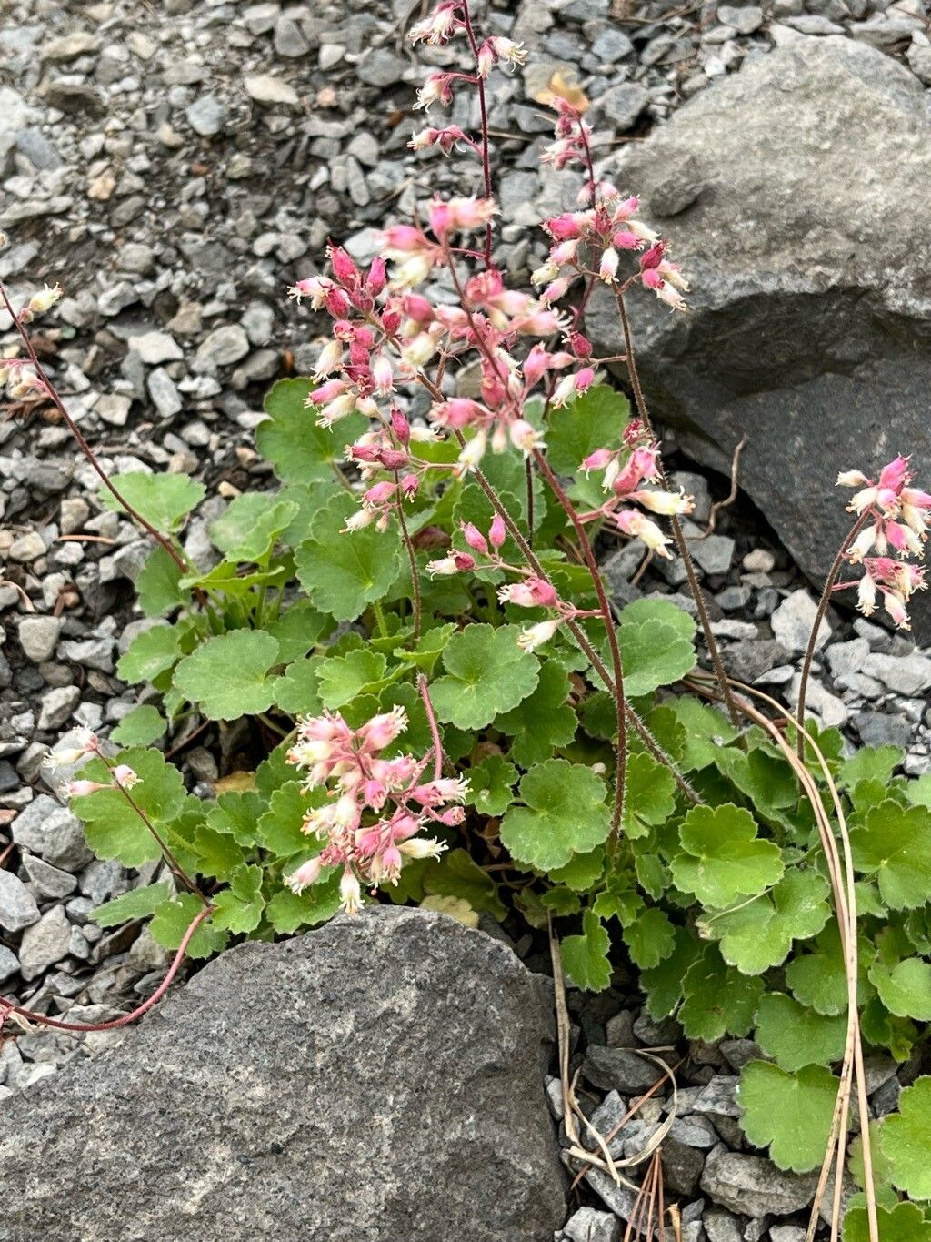 Heuchera parishii