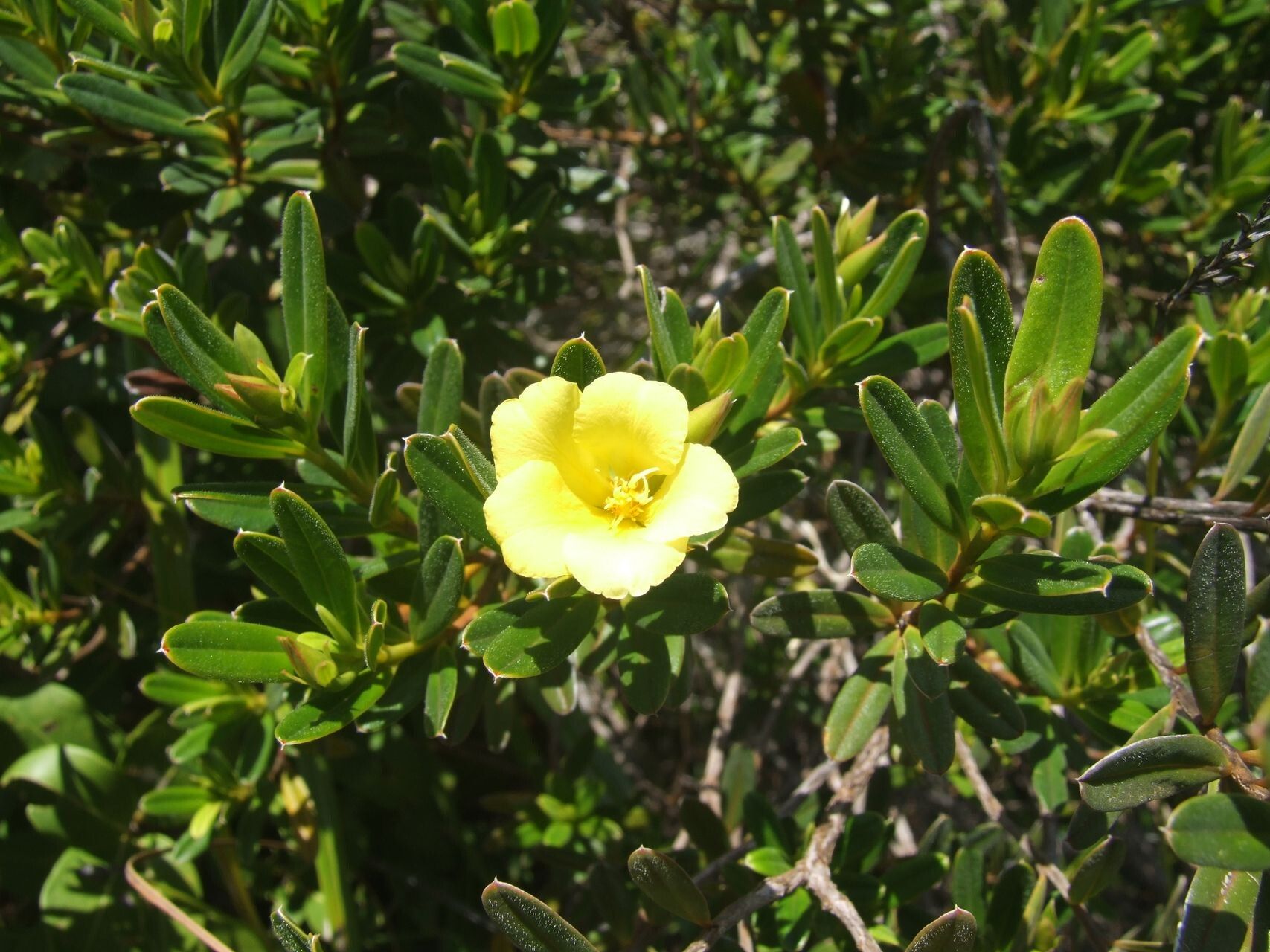 Hibbertia pulchella