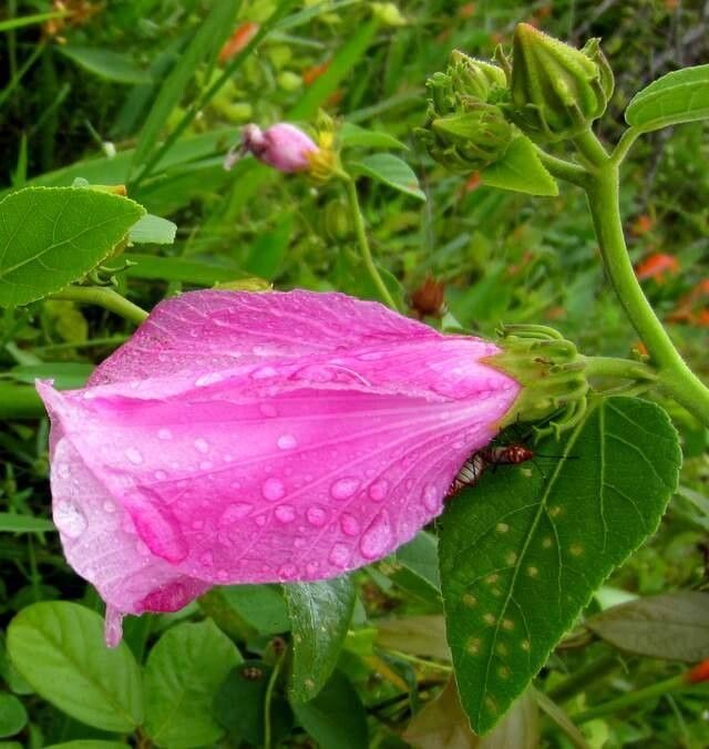 Hibiscus furcellatus