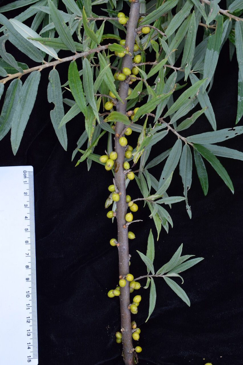 Hippophae salicifolia