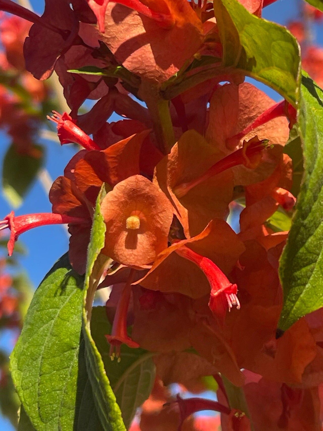 Holmskioldia sanguinea