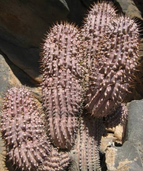 Hoodia officinalis