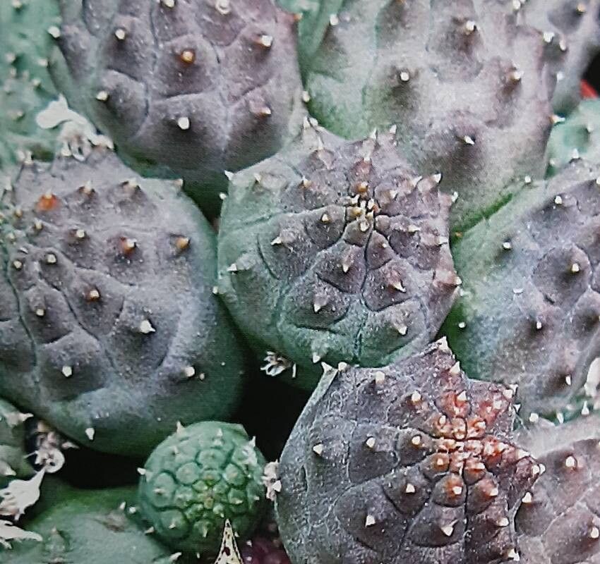 Huernia kennedyana