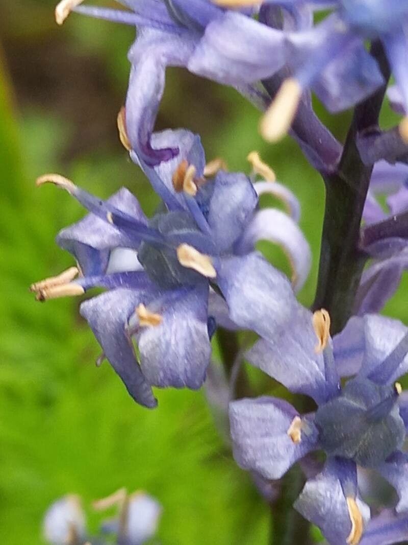 Hyacinthoides cedretorum