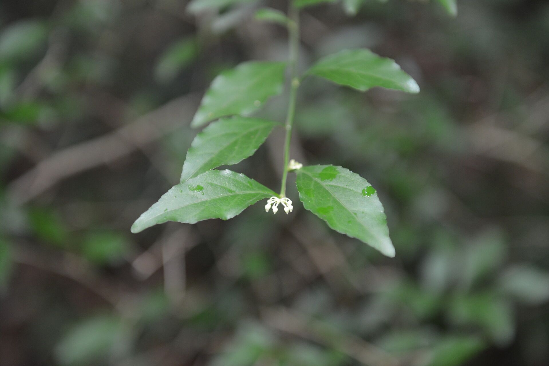 Hybanthus yucatanensis