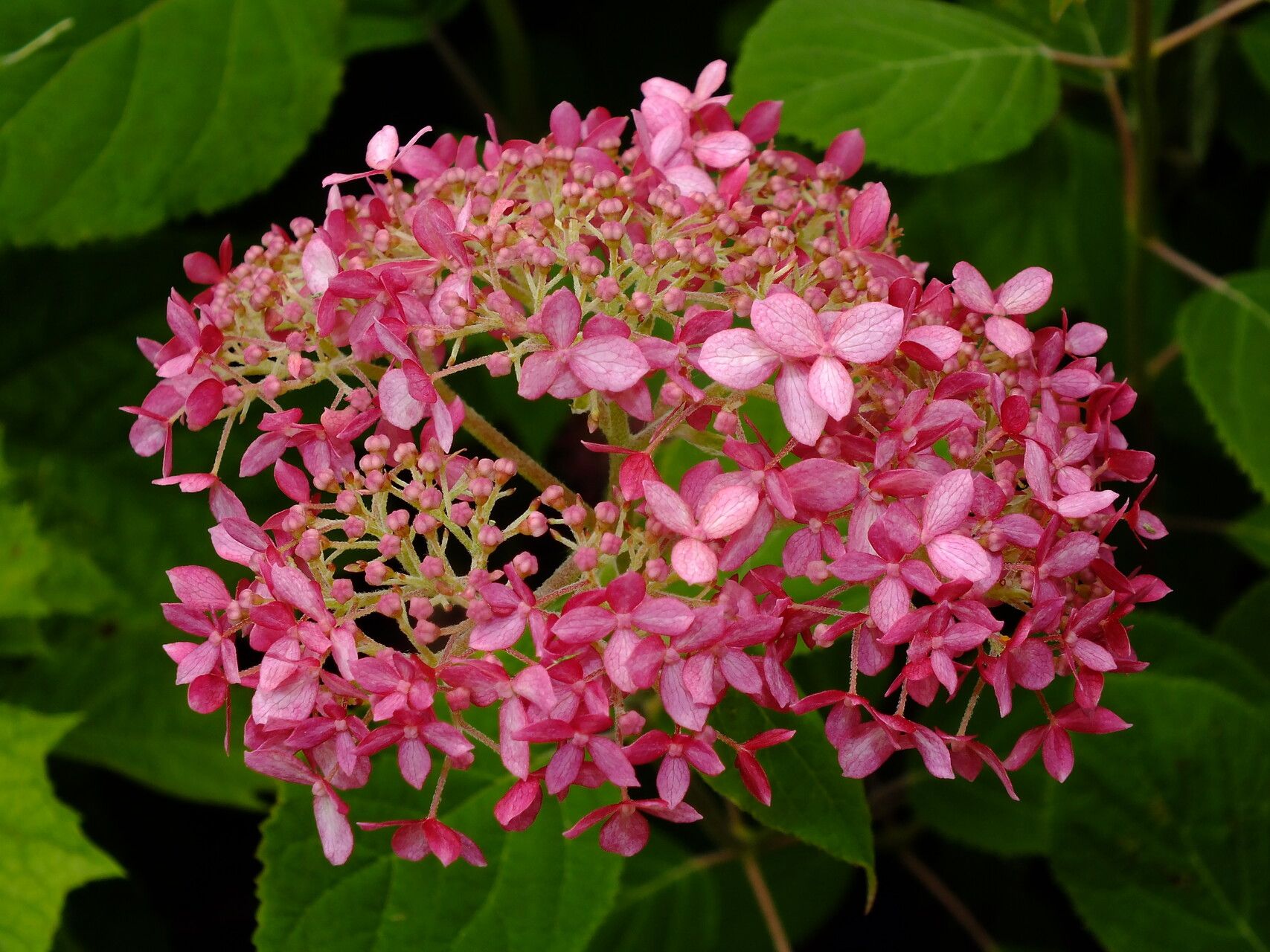 Hydrangea cinerea