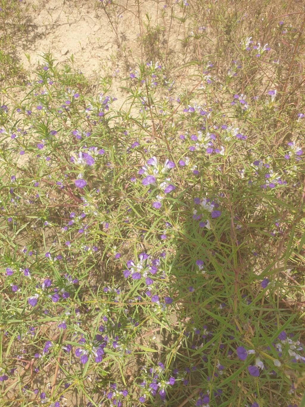 Hygrophila senegalensis