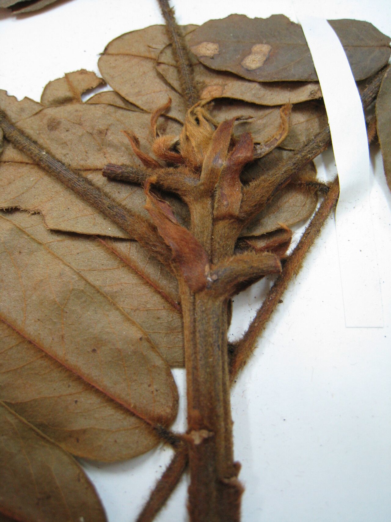 Hymenolobium heterocarpum