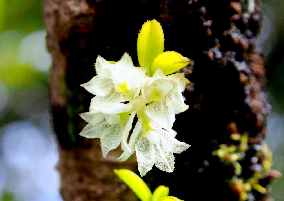 Hymenorchis serrulata