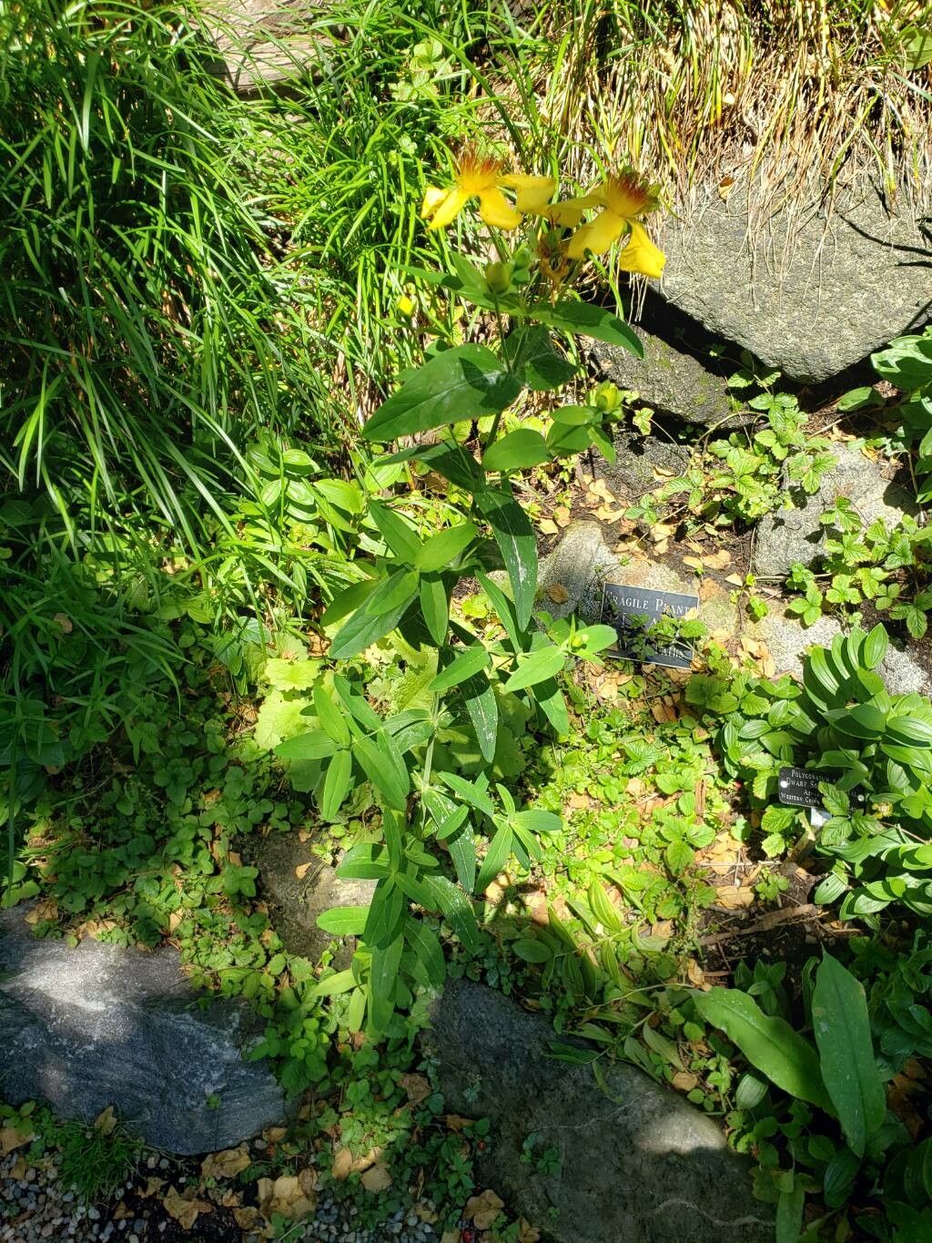 Hypericum ascyron
