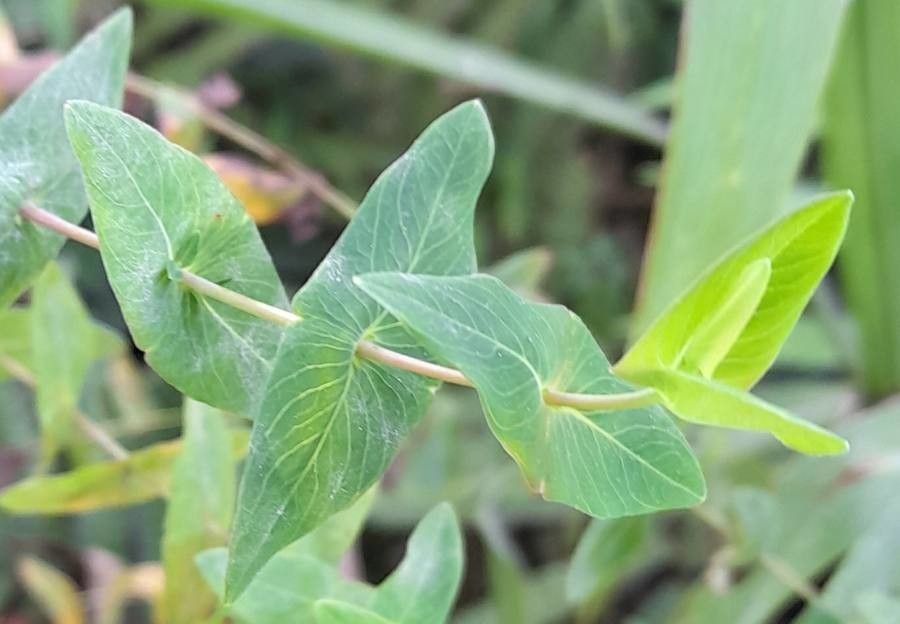 Hypericum caprifoliatum