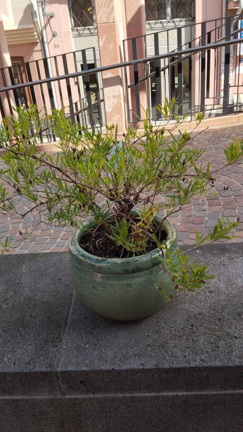 Hypericum densiflorum
