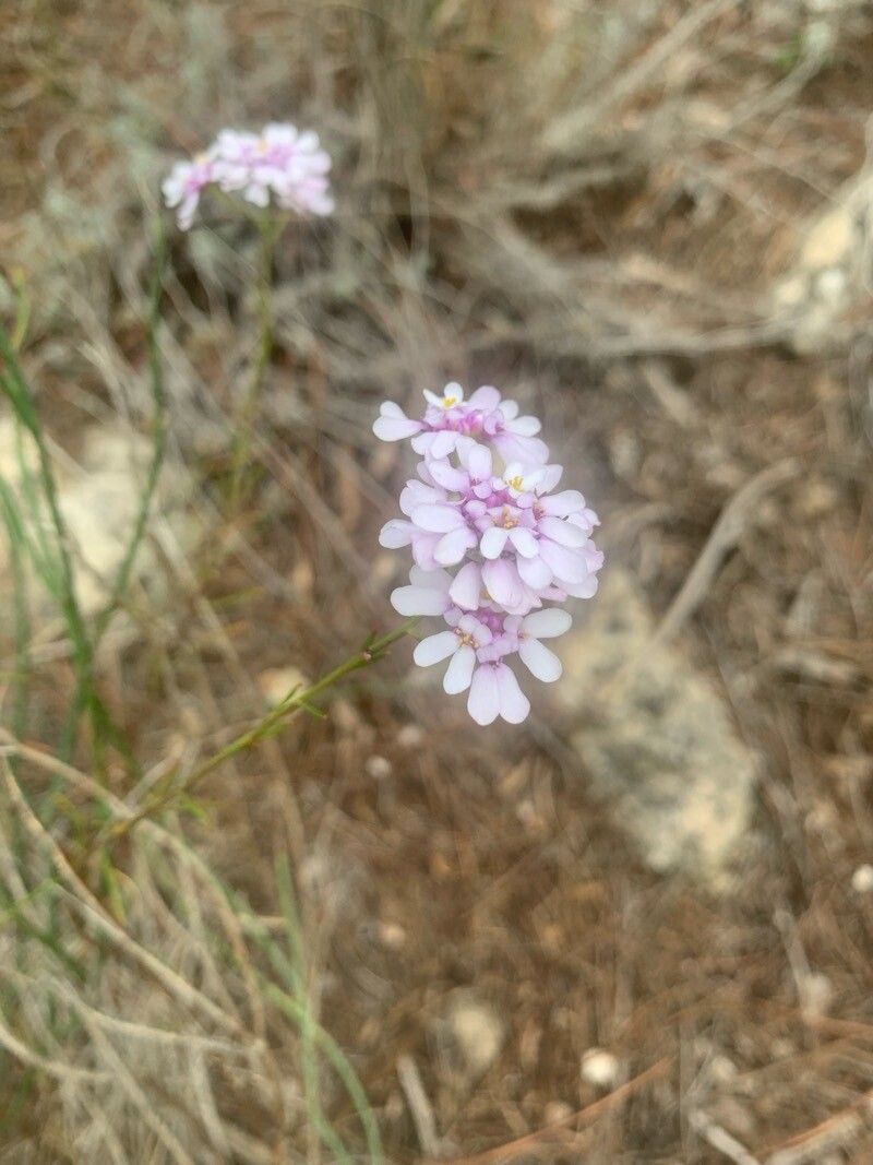 Iberis contracta
