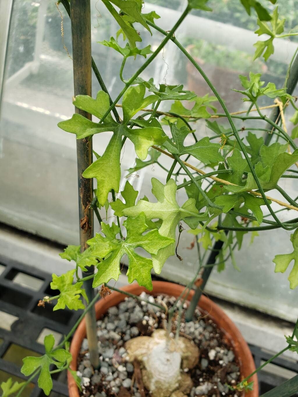 Ibervillea hypoleuca
