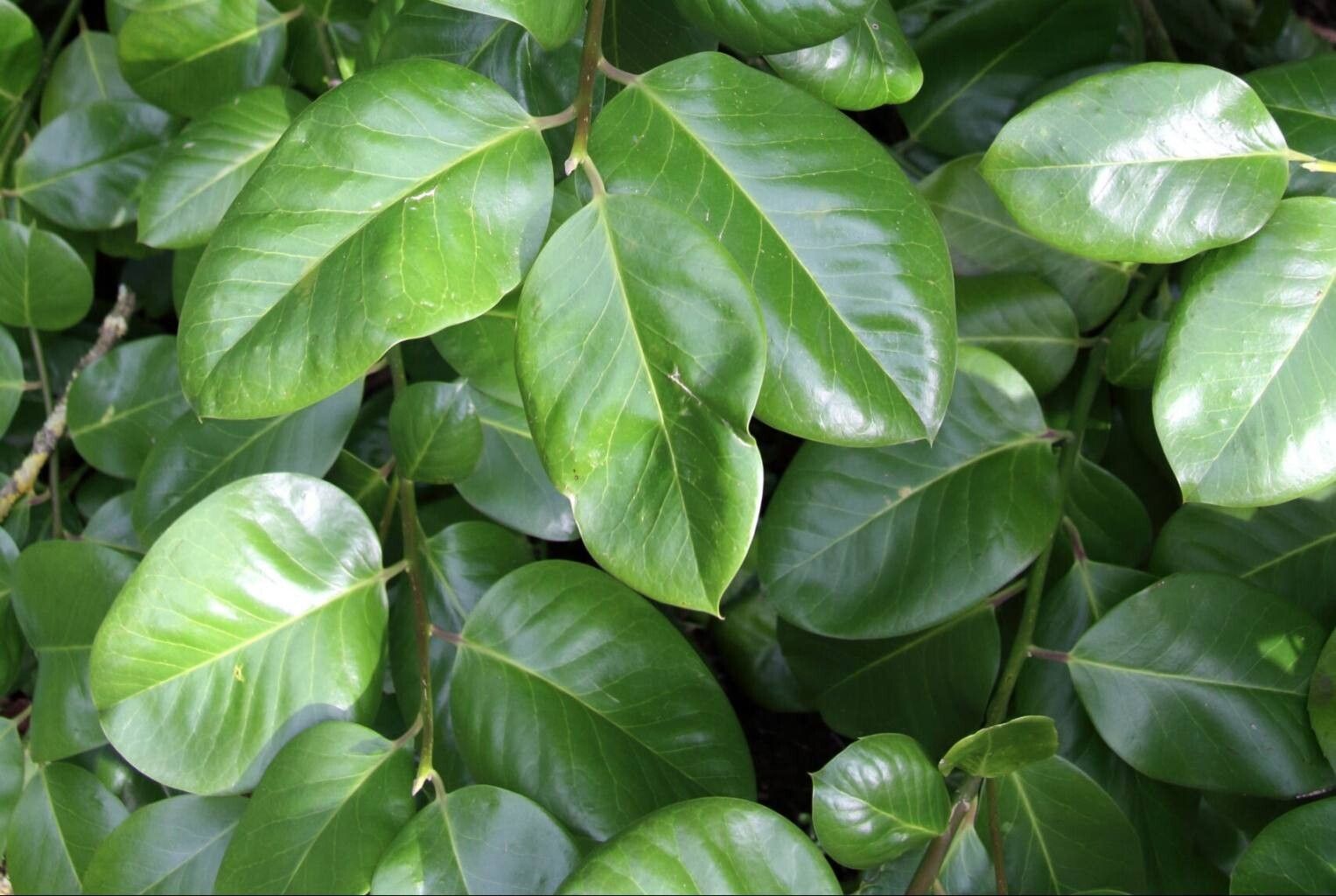 Ilex perado