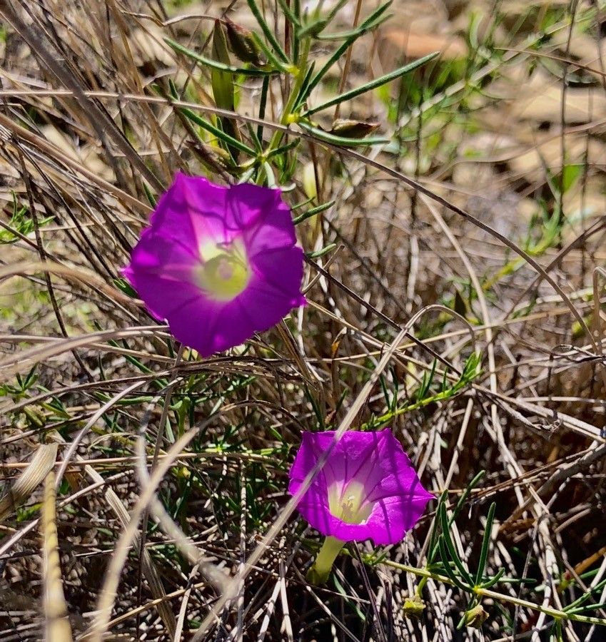 Ipomoea capillacea