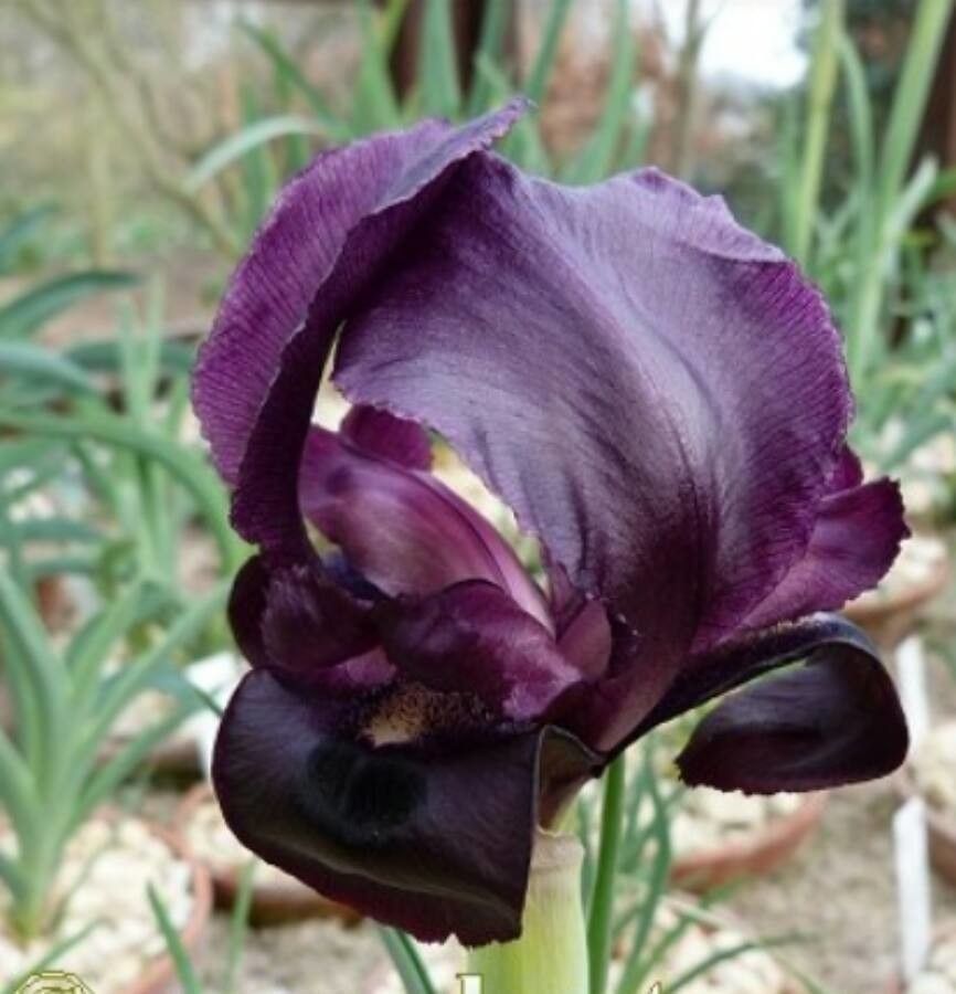 Iris assadiana