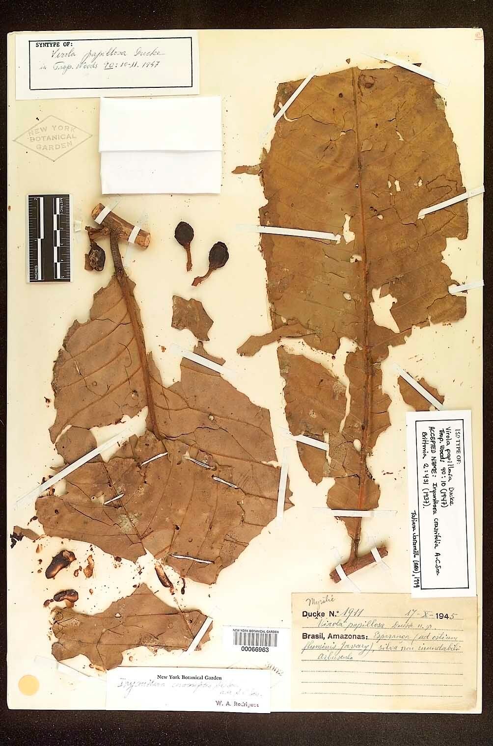 Iryanthera crassifolia