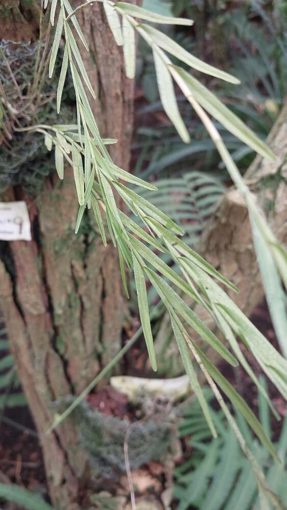 Isochilus linearis