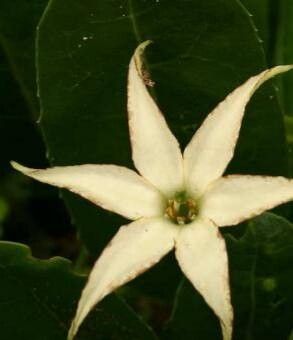 Jaborosa integrifolia