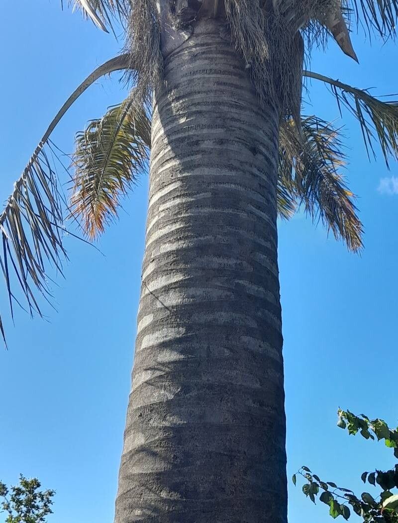 Jubaea chilensis