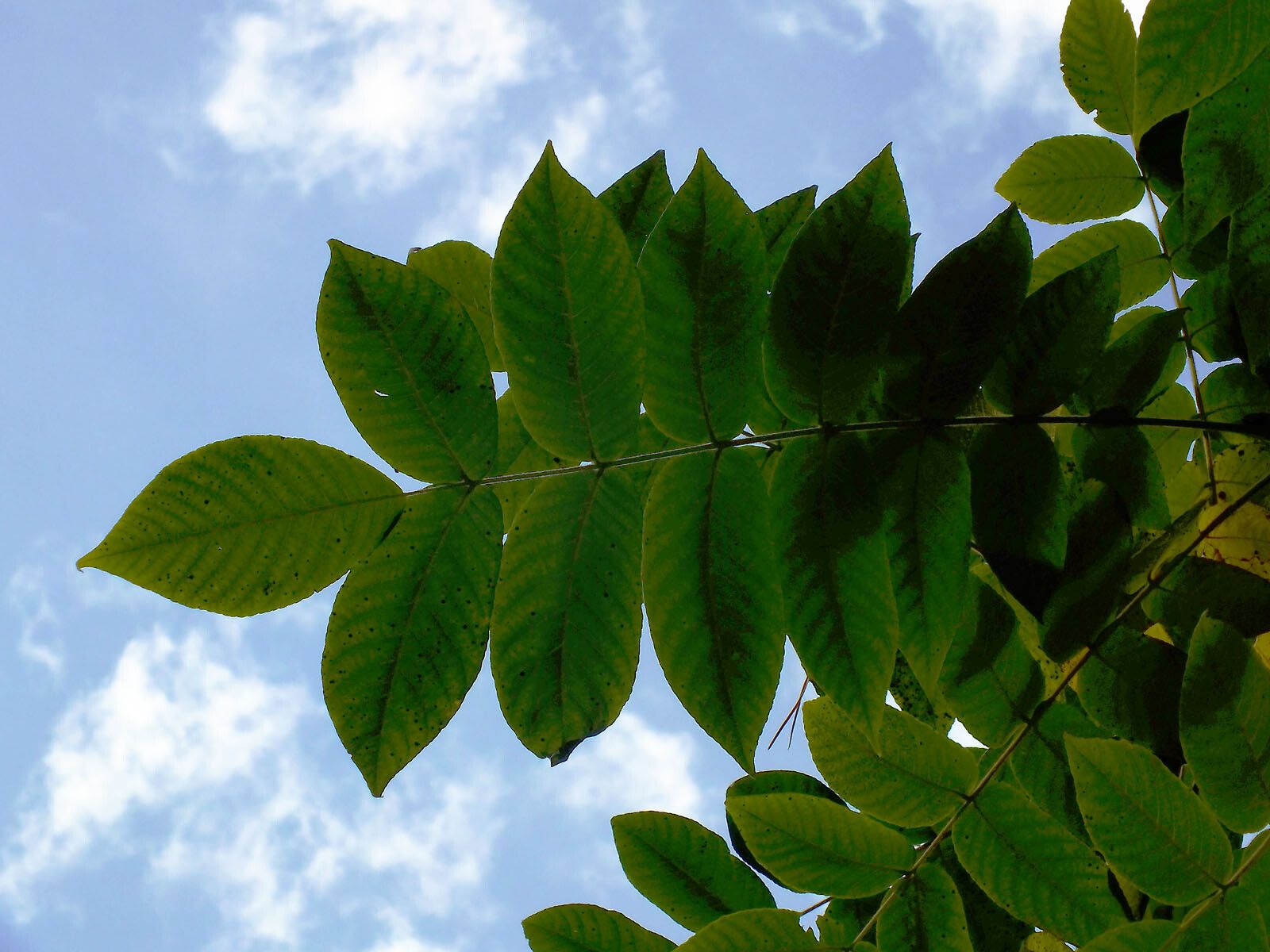Juglans mandshurica