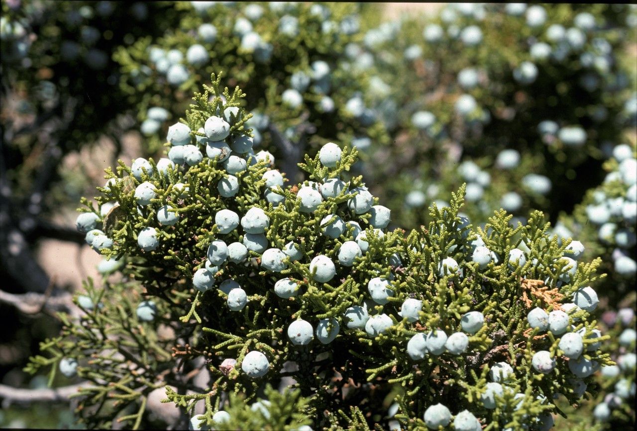 Juniperus californica