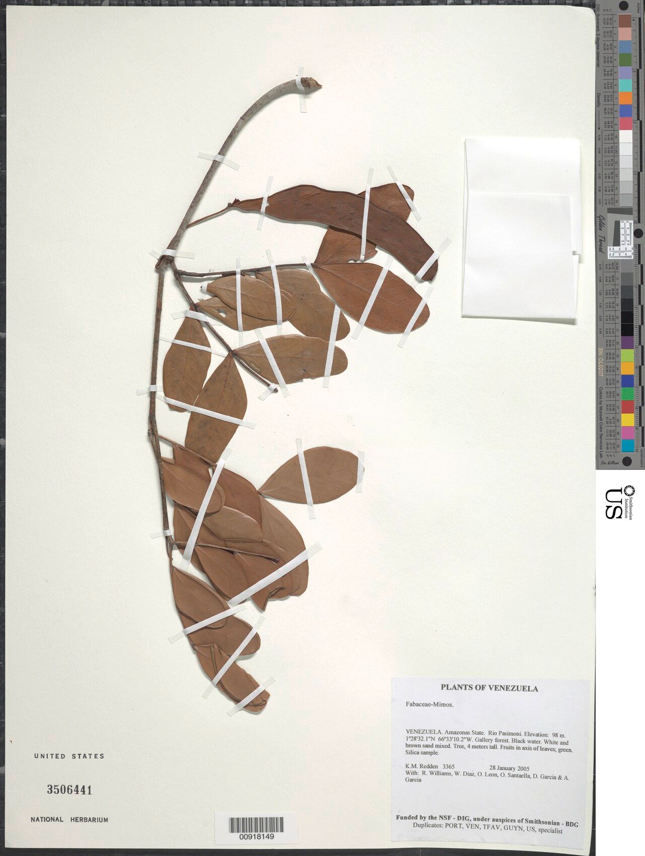 Jupunba microcalyx