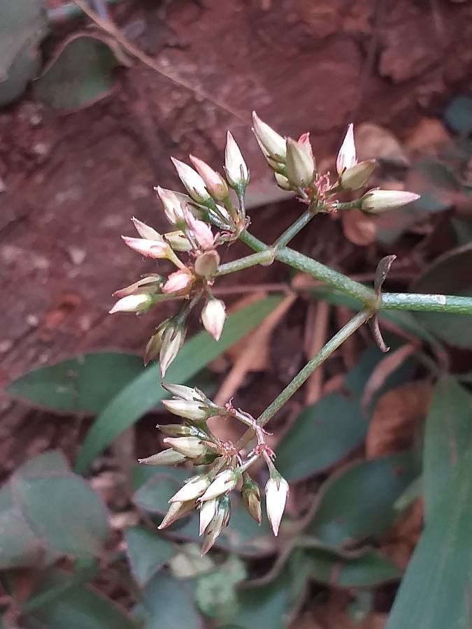 Kalanchoe lateritia