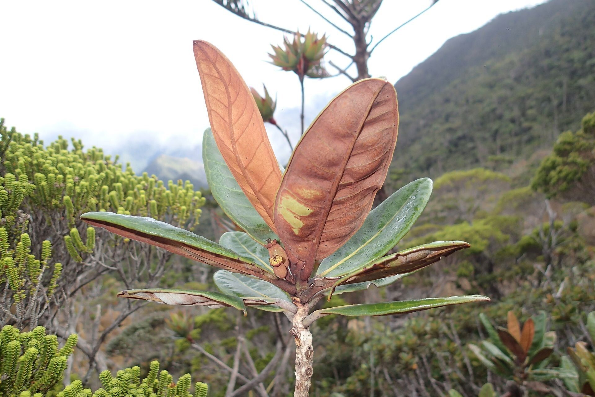 Kanakomyrtus myrtopsidoides