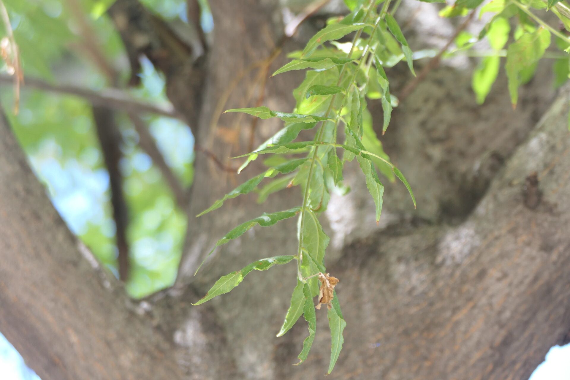 Kirkia acuminata