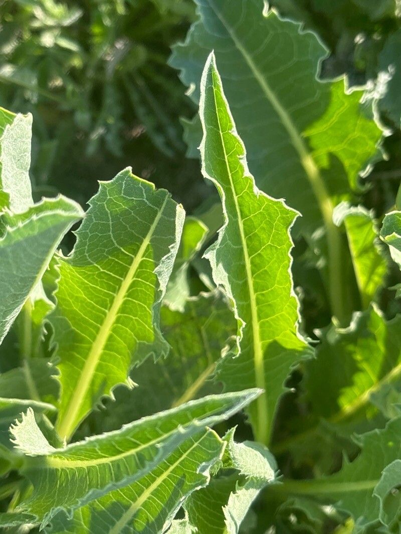 Klasea flavescens