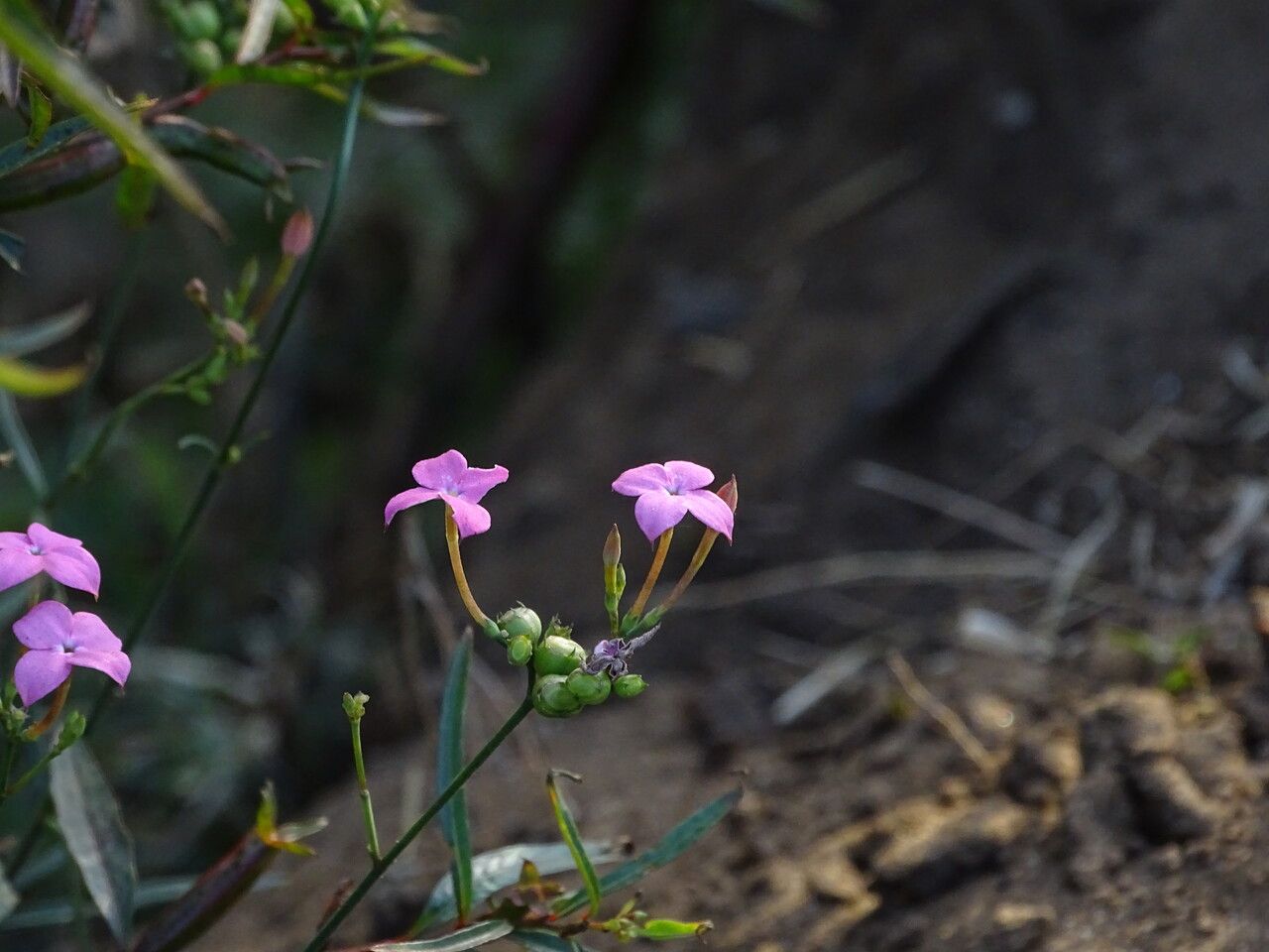 Kohautia grandiflora