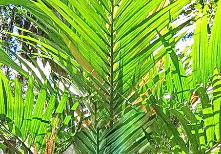 Laccospadix australasicus