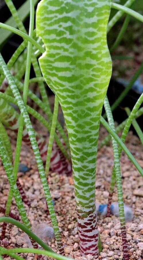 Lachenalia anguinea